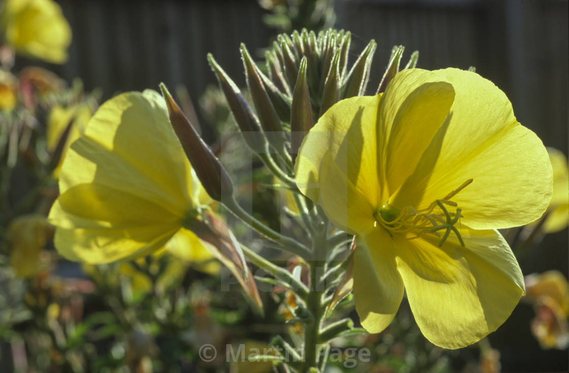 "Oenothera glazioviana (syn. Oenothera erythrosepala), Large-flowered evening primrose." stock image