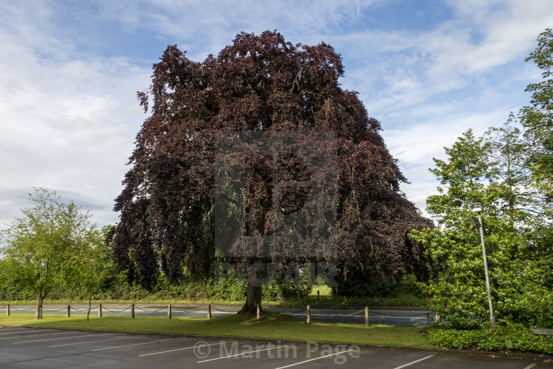 "Fagus sylvatica 'Purpurea'. Purple beech, London Road, Nantwich, Cheshire." stock image