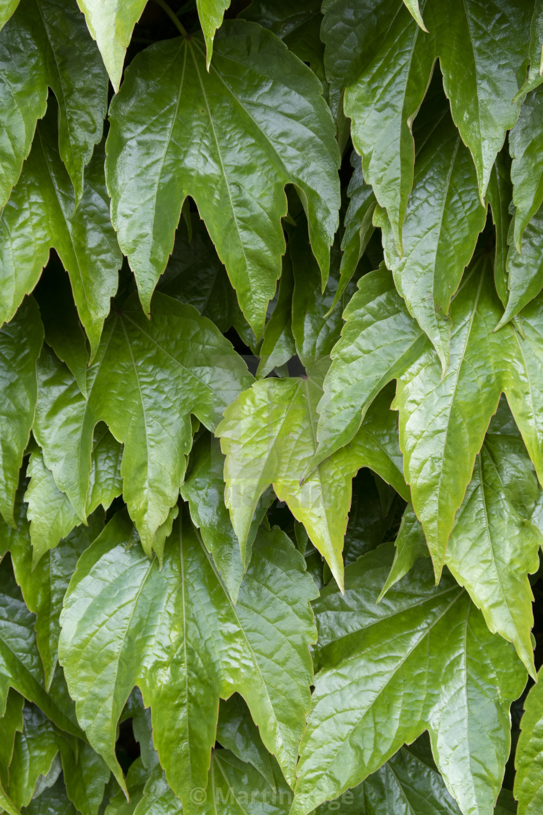 "Parthenocissus tricuspidata (Boston ivy). Nantwich, Cheshire. Summer." stock image