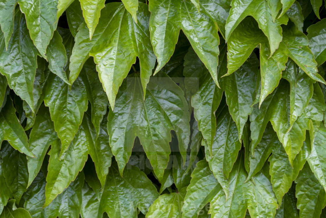 "Parthenocissus tricuspidata (Boston ivy). Nantwich, Cheshire. Summer." stock image