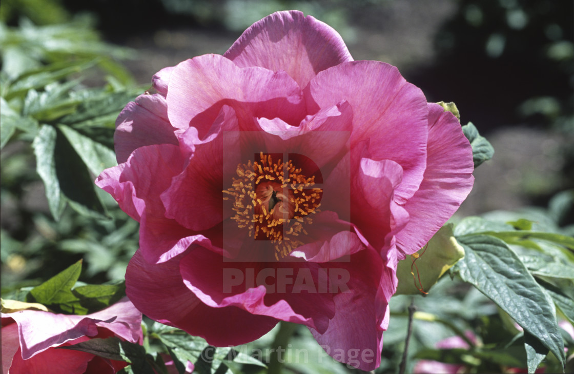 "Paeonia x lemoinei ‘D. H. Lawrence’, Hollingsworth Nursery." stock image