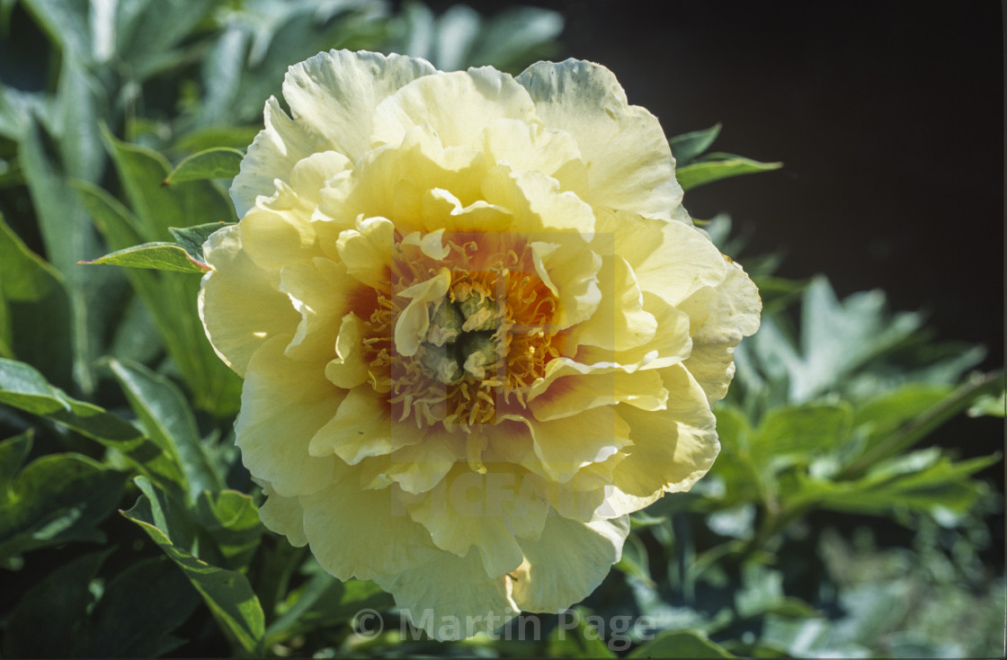 "Paeonia 'Prairie Charm'. Itoh Hybrid." stock image