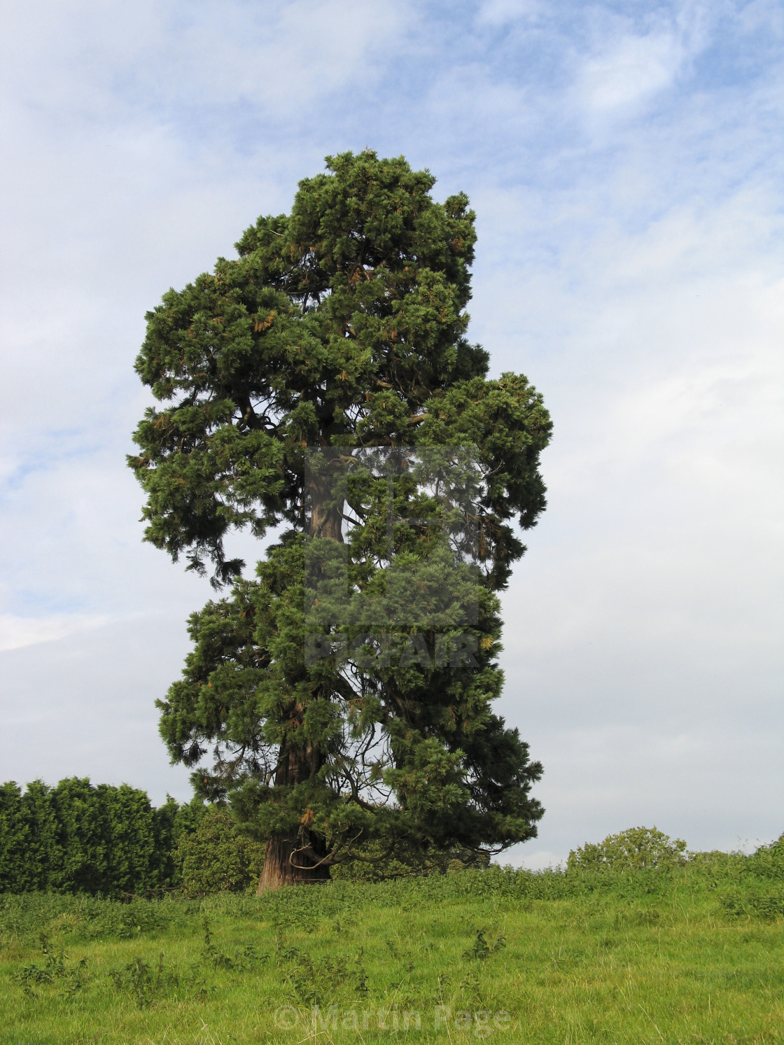 "Sequoiadendron giganteum, Giant Sequoia, Wellingtonia, Droitwich" stock image