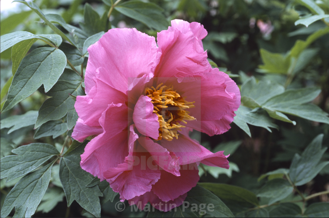 "Paeonia x suffruticosa, Peach Blossom Complexion. Cricket Hill Nursery." stock image