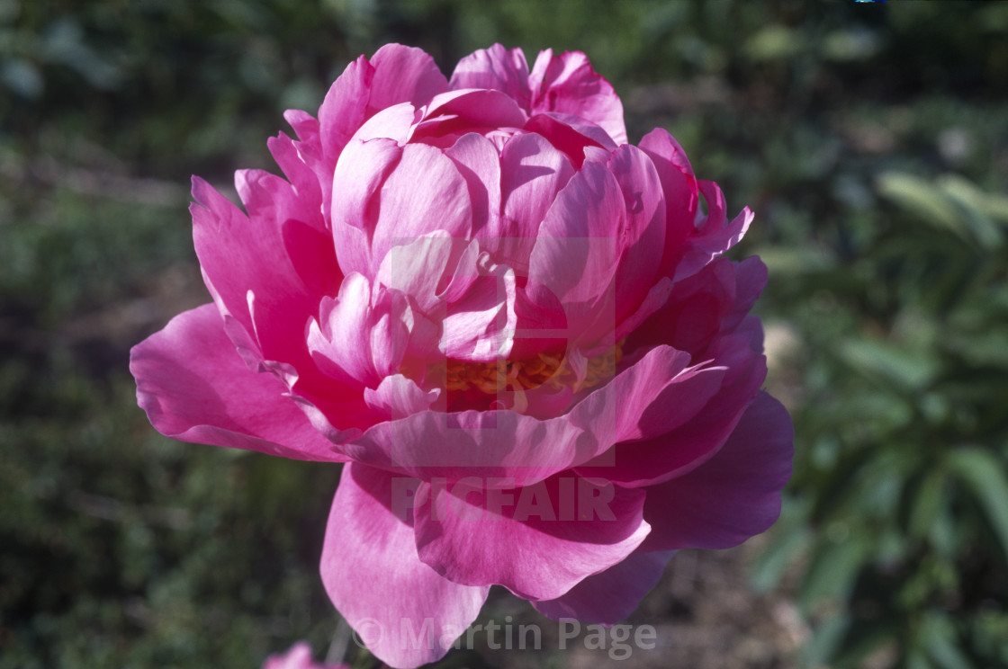 "Paeonia lactiflora 'Gilbert Barthelot'." stock image