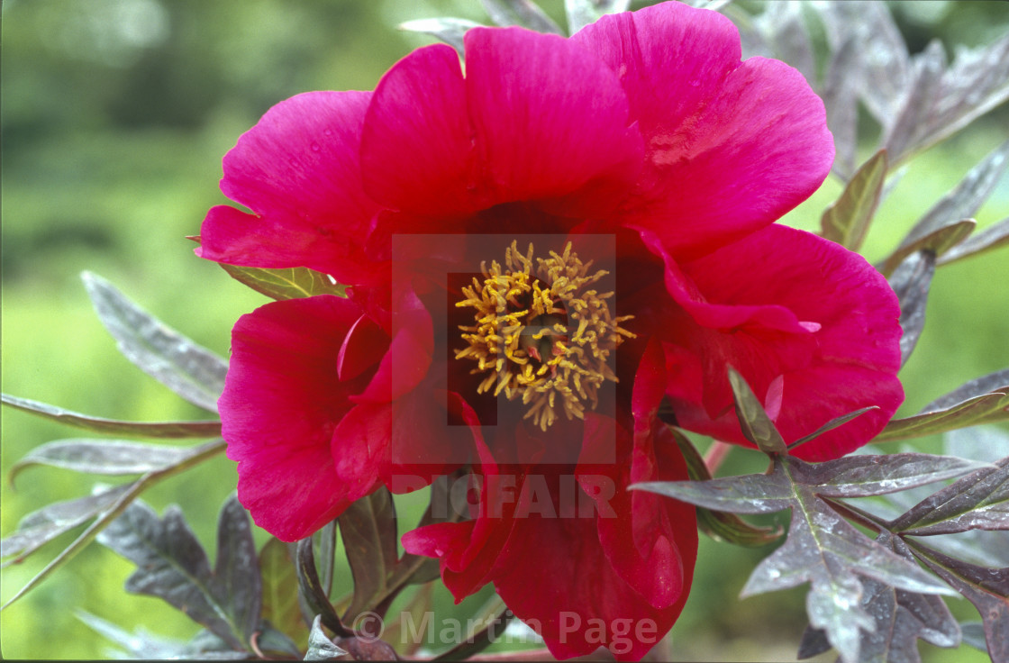 "Paeonia lutea 'Chinese Dragon'." stock image