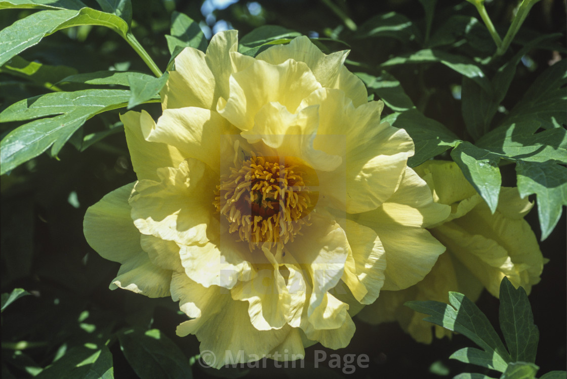 "Paeonia x lemoinei 'Age of Gold'." stock image