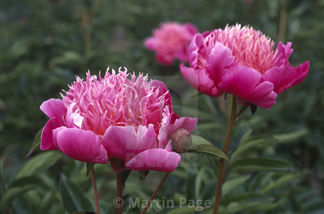 "Paeonia lactiflora 'Kelways Majestic', Kelways." stock image