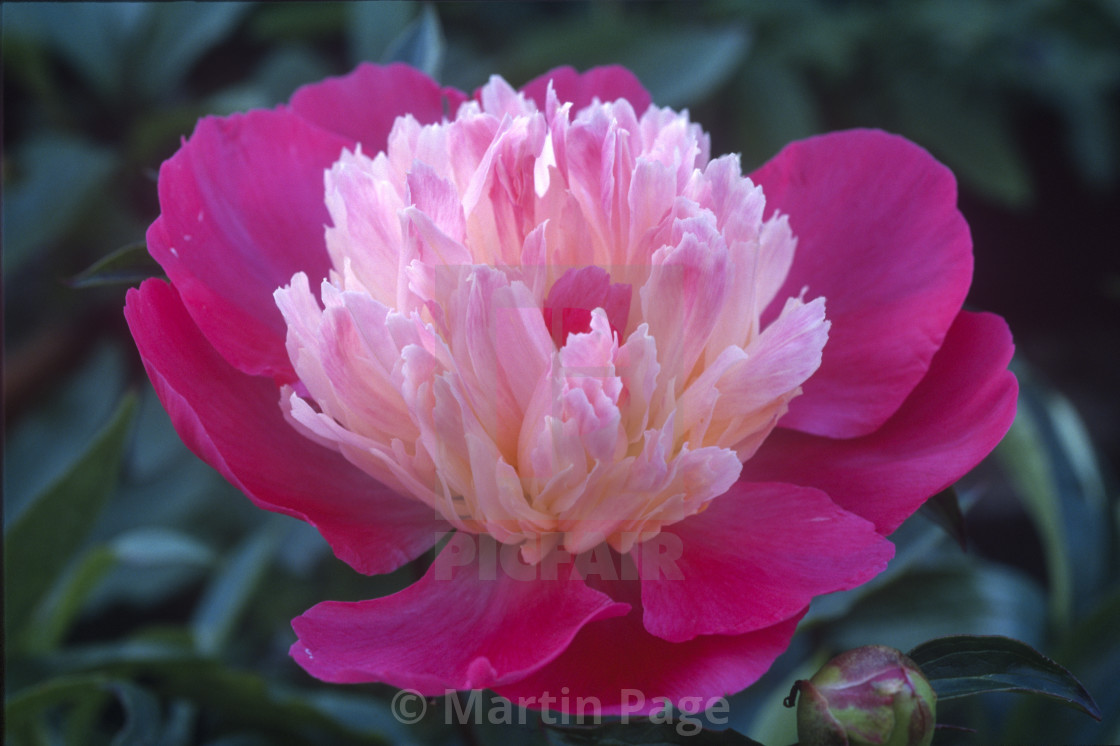 "Paeonia lactiflora 'Gay Paree'." stock image