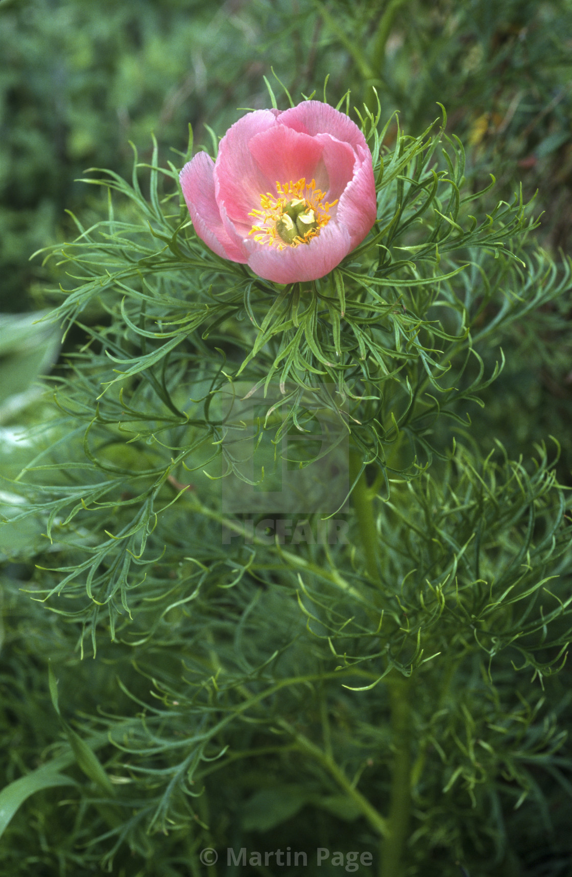 "Paeonia tenuifolia 'Rosea'." stock image