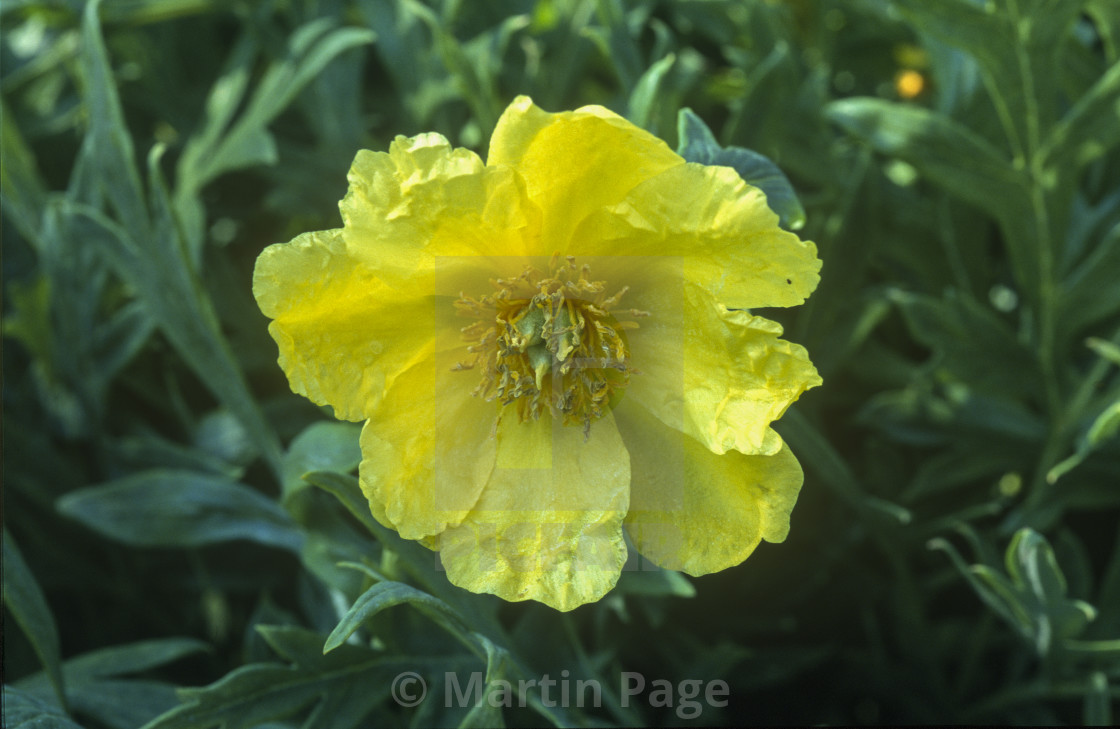 "Paeonia potaninii var. trollioides." stock image