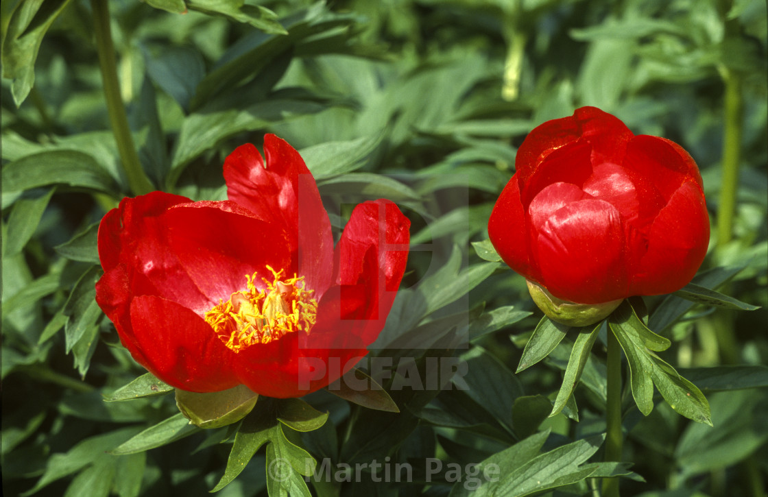 "Paeonia peregrina, RBG Kew." stock image