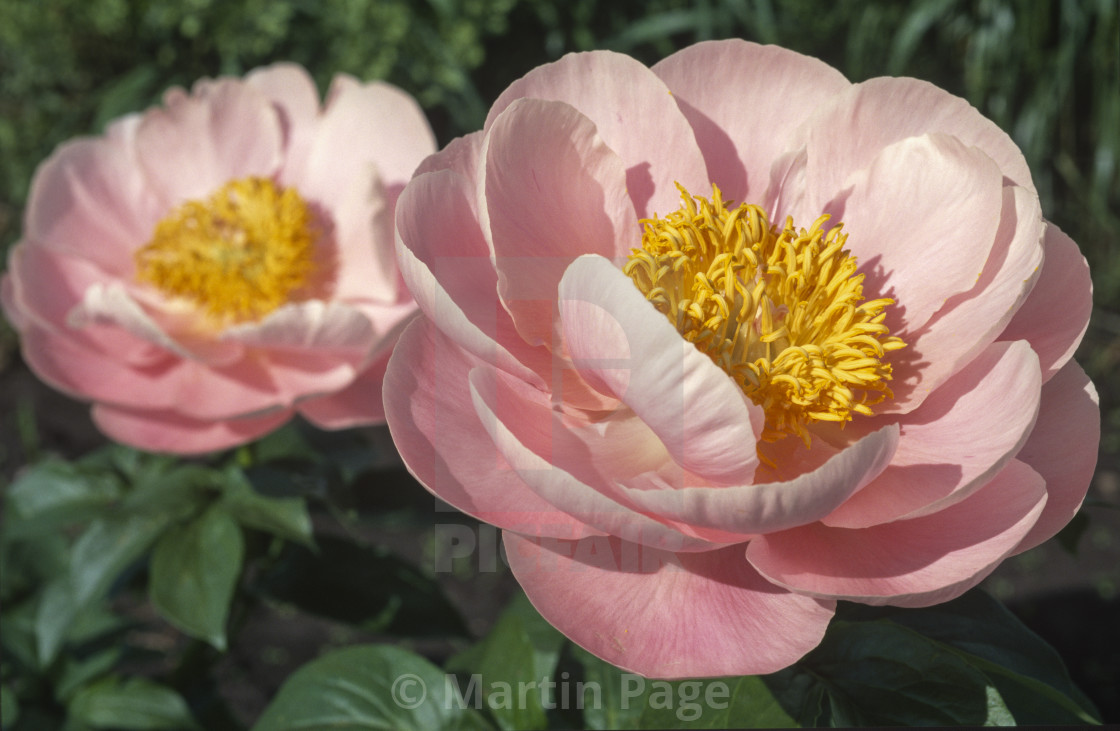 "Paeonia 'Salmon Dream." stock image