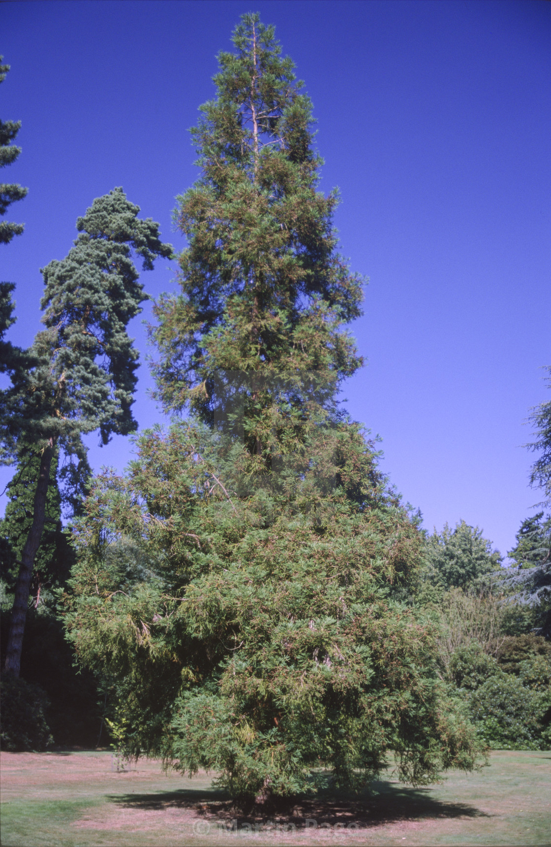 "Cryptomeria japonica (Japanese cedar)." stock image