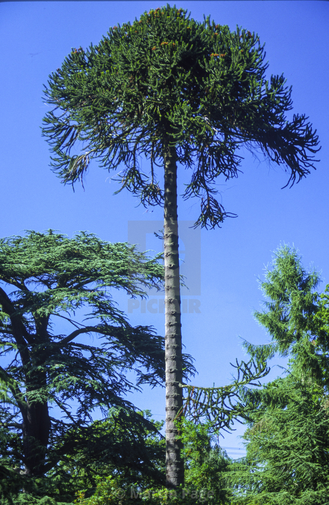 "Auracaria auracana (Monkey Puzzle Tree)." stock image