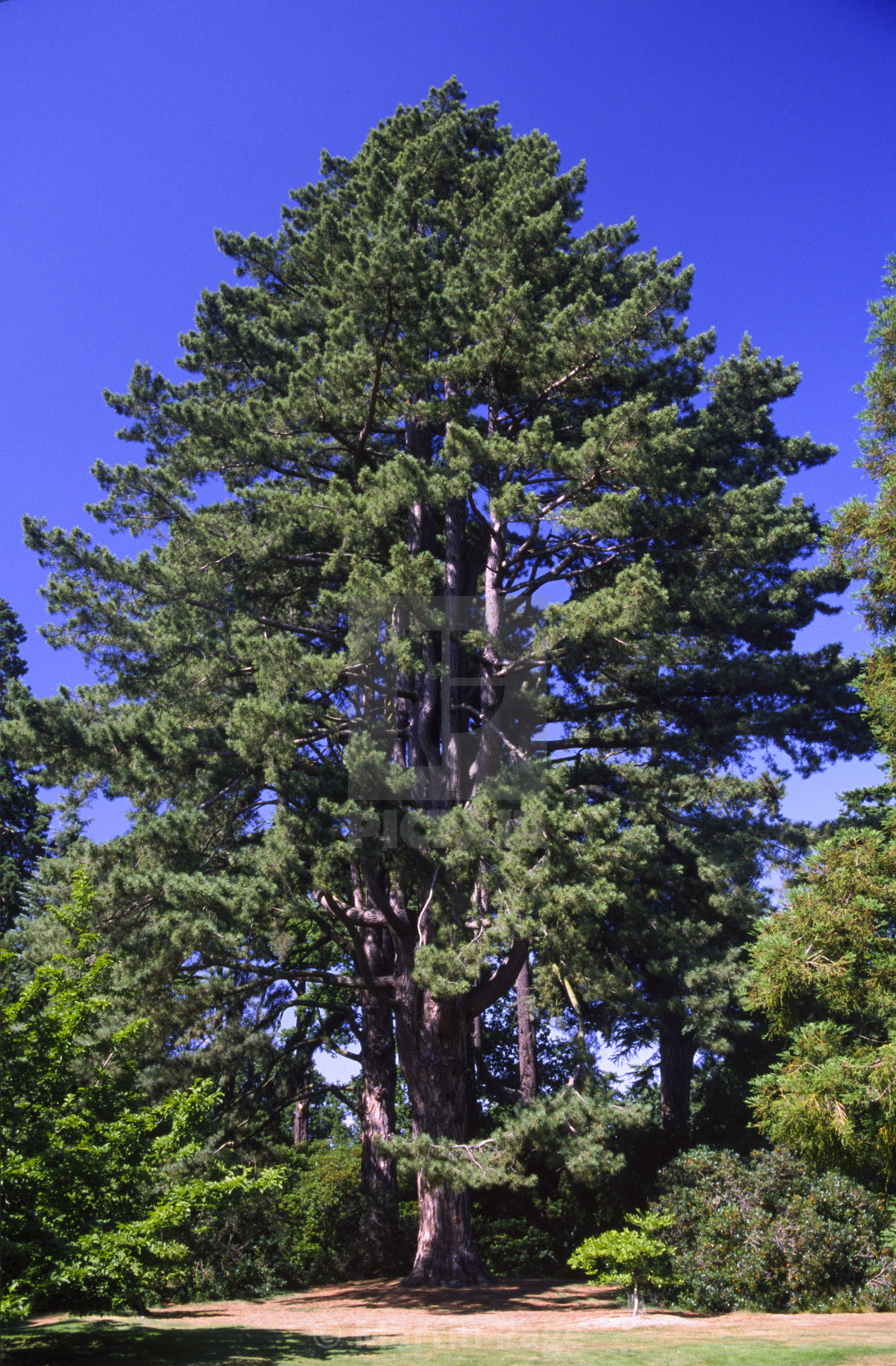 "Pinus nigra var. maritima (Austrian Pine)." stock image