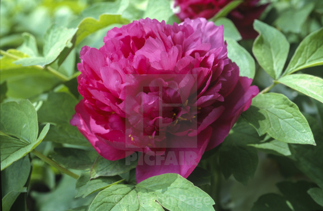 "Paeonia x suffruticosa ‘Shou An Hong’, 'Ruby Red'." stock image