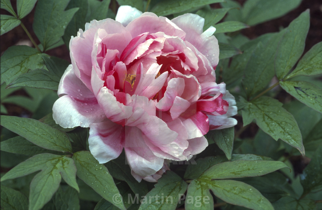 "Paeonia x suffruticosa ‘Shima Nishiki’ 'Island Brocade'." stock image