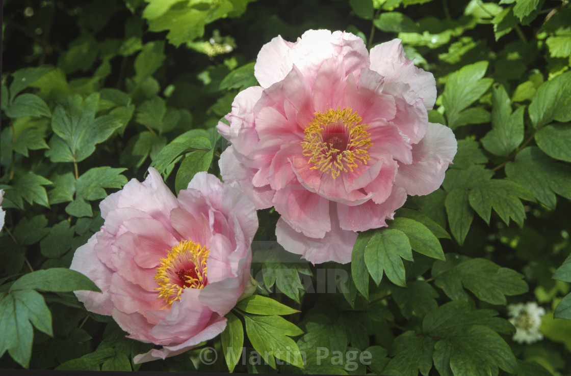 "Paeonia x suffruticosa , unknown cultivar at Highdown House, West Sussex." stock image