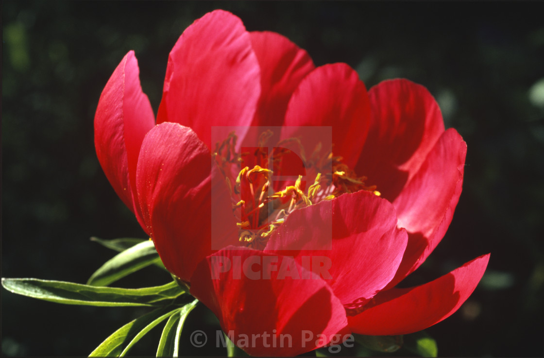 "Paeonia peregrina 'Otto Froebel'. Claire Austin Hardy Plants." stock image