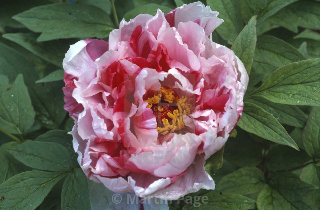 "Paeonia x suffruticosa ‘Shima Nishiki’ 'Island Brocade'." stock image