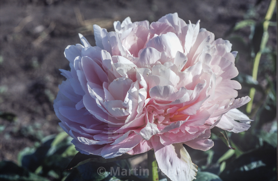 "Paeonia lactiflora ‘Pillow Talk’, Hollingsworth Nursery, Missouri." stock image