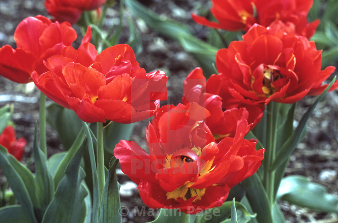 "Tulipa 'Viking', RHS Wisley." stock image