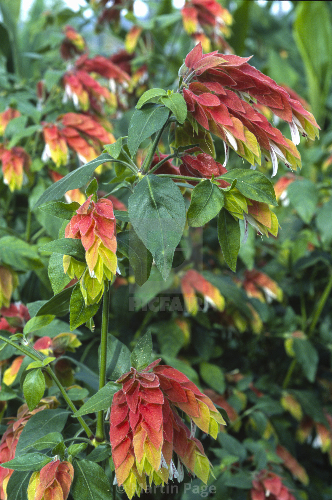 "Justicia brandegeena, Shrimp Plant, RHS Wisley." stock image