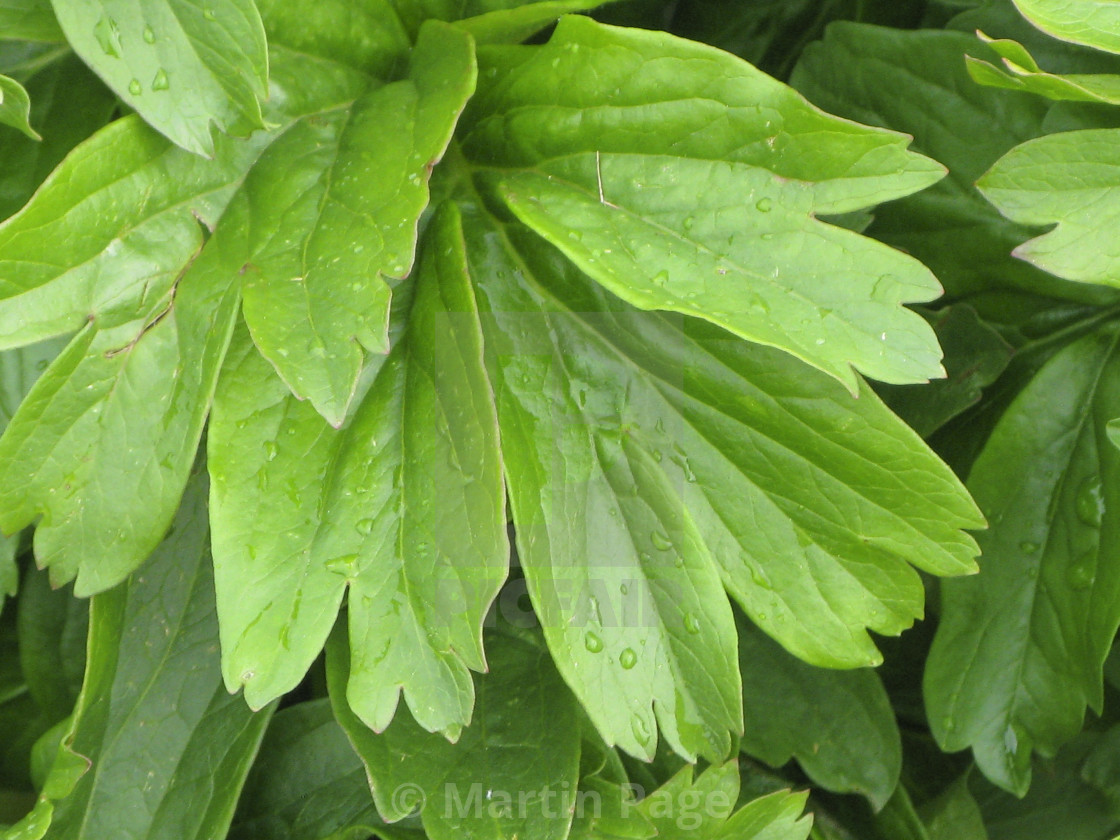 "Paeonia peregrina, leaves." stock image