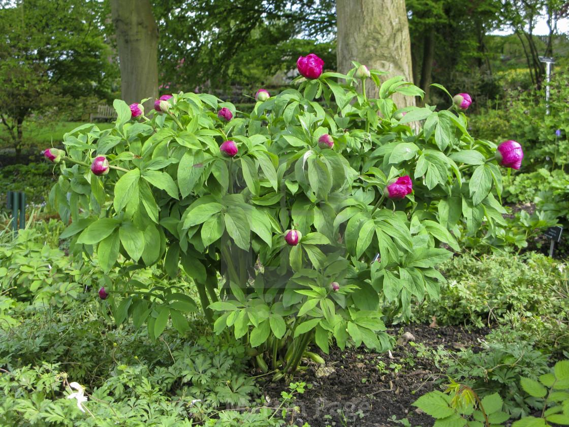 "Paeonia officinalis subsp. officinalis." stock image