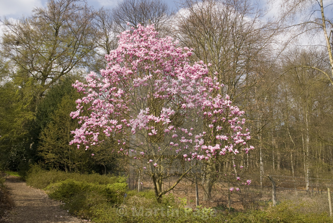 "Magnolia 'Galaxy'." stock image