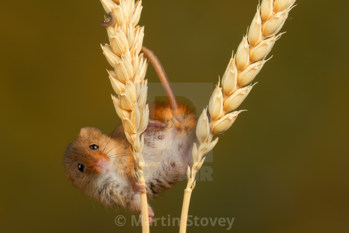 "Harvest Mouse peeks around the corn." by Martin Stovey - $12.08 "Harvest Mouse peeks around the corn." stock image