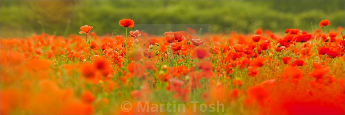 "Rise above-poppy field panorama" stock image