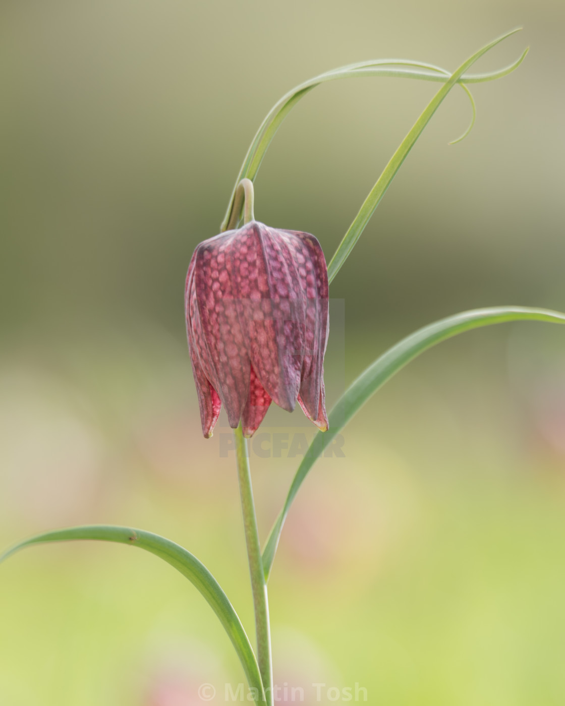 "Snakes head fritillary day II - Single study red" stock image