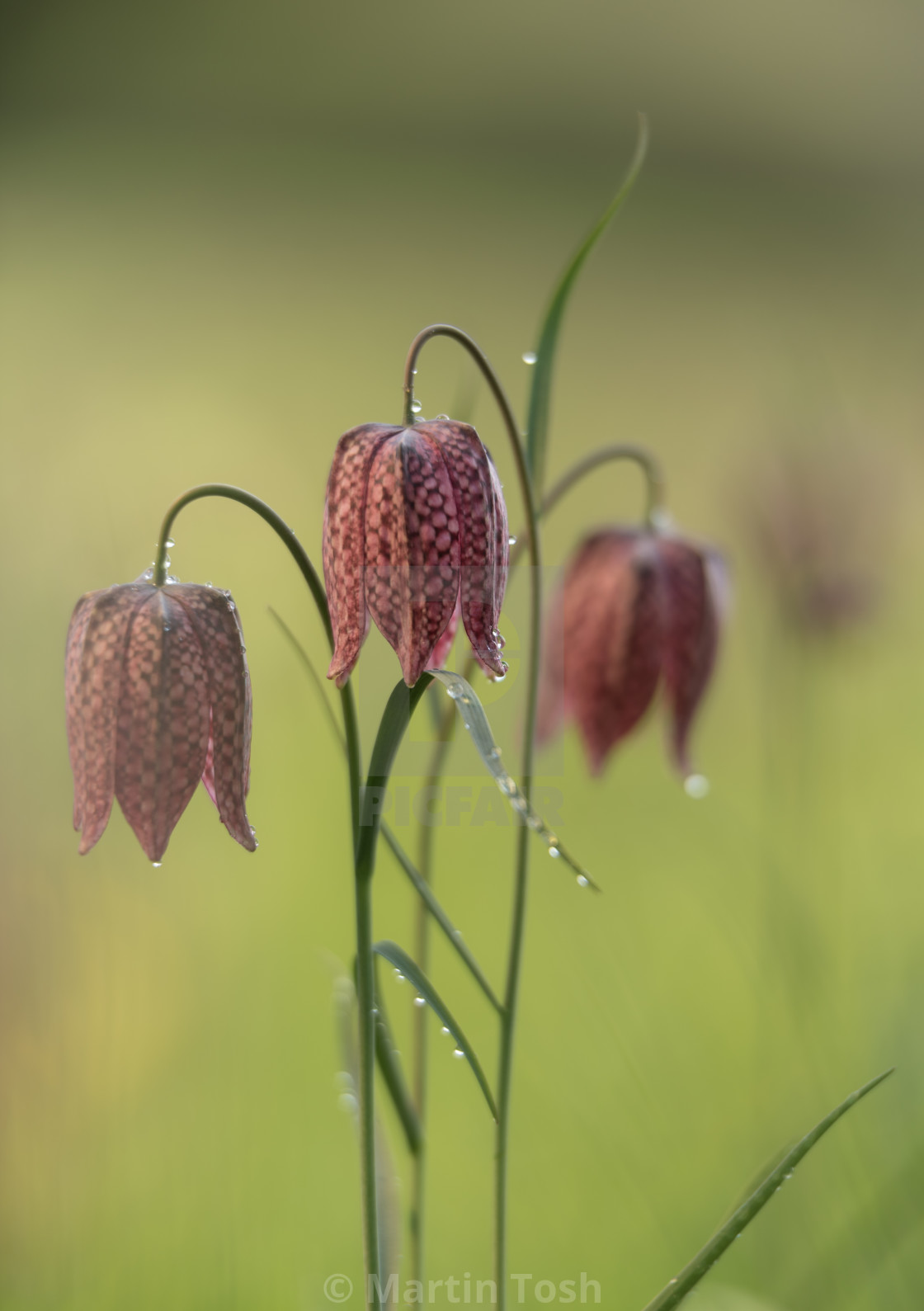 "Snakes head fritillary day XIV - Three red portrait" stock image