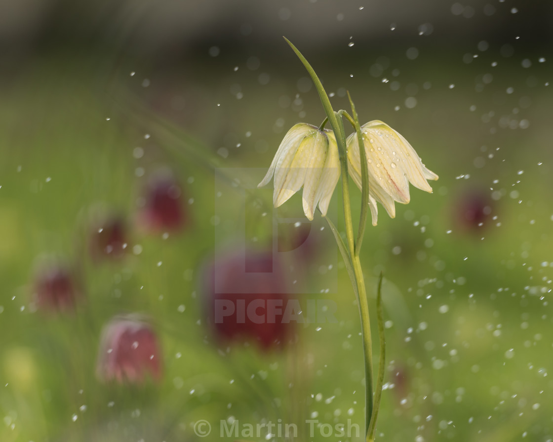 "Snakes head fritillary day VIII - Double white with raindrops" stock image