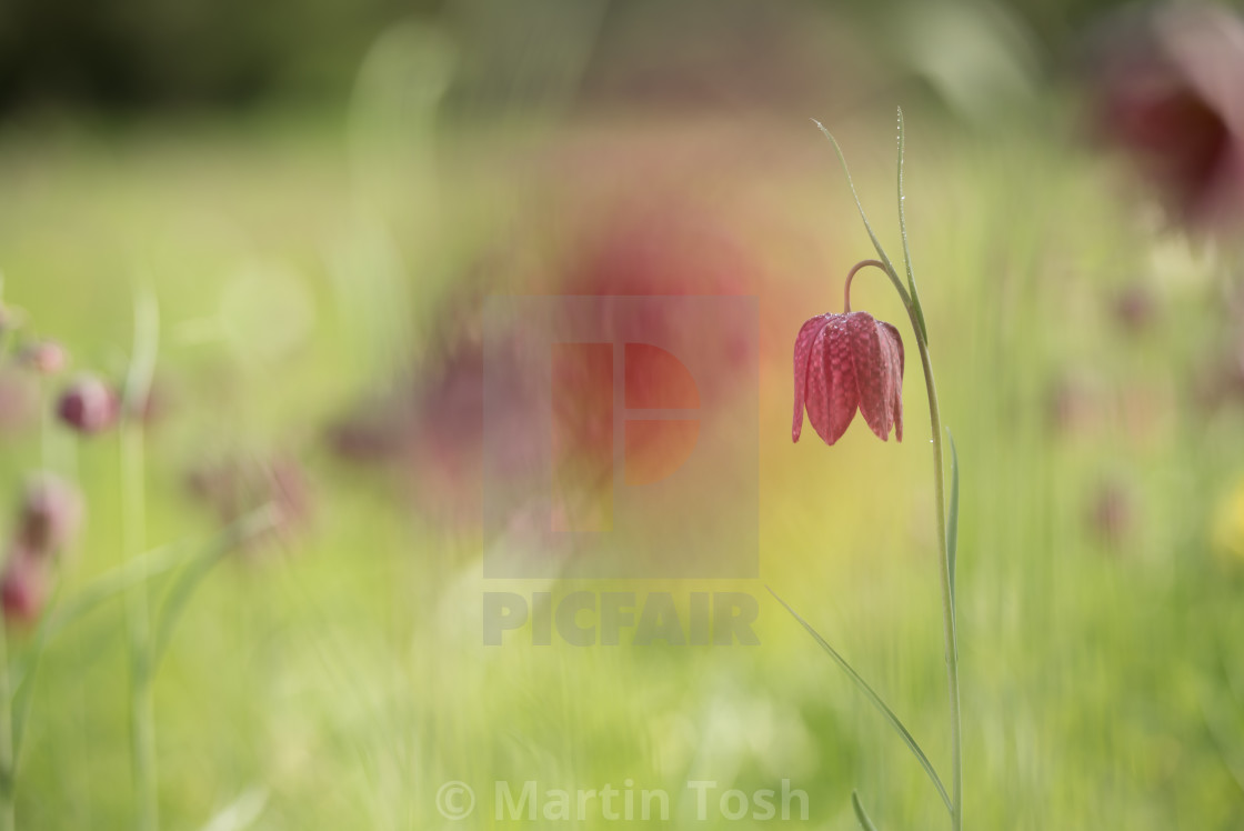 "Snakes head fritillary day X - Red with oof meadow" stock image