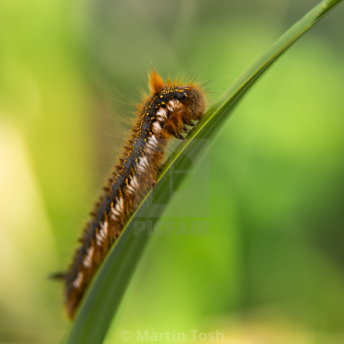 "Gizzard Puke does grass. Drinker moth larva" stock image