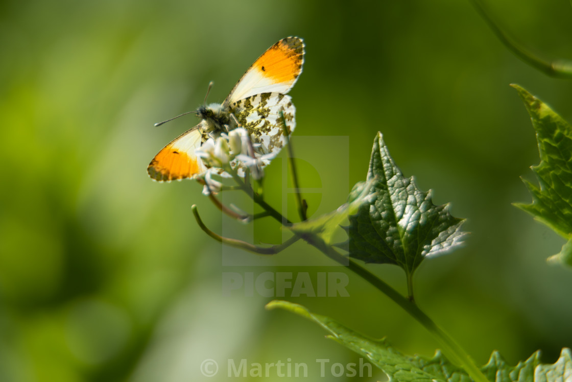 "Orange tip butterfly on garlick mustard" stock image