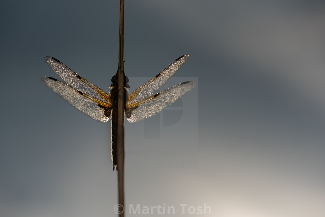 "'On High' Four Spotted Chaser backlit against sky bg." stock image