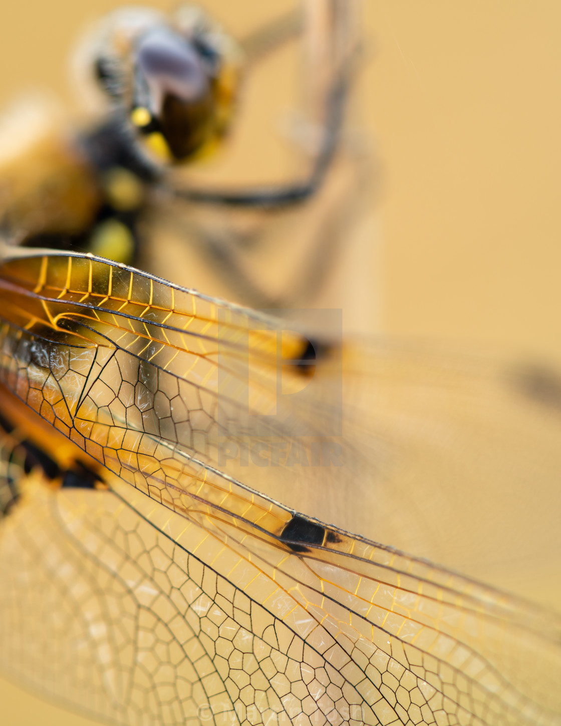 "Four Spotted Chaser Dragonfly wing detail." stock image