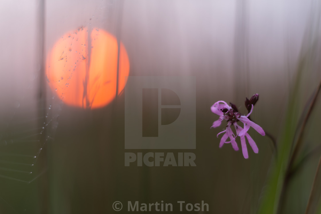 "Ragged Robin flower with soft sun rising bg." stock image