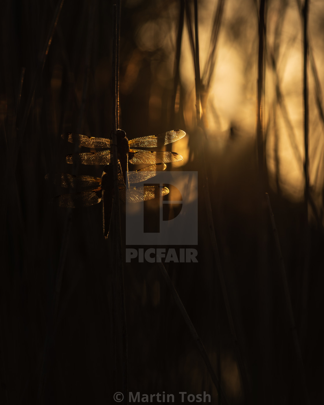 "Two backlit Four Spotted Chasers roosting in the reeds." stock image