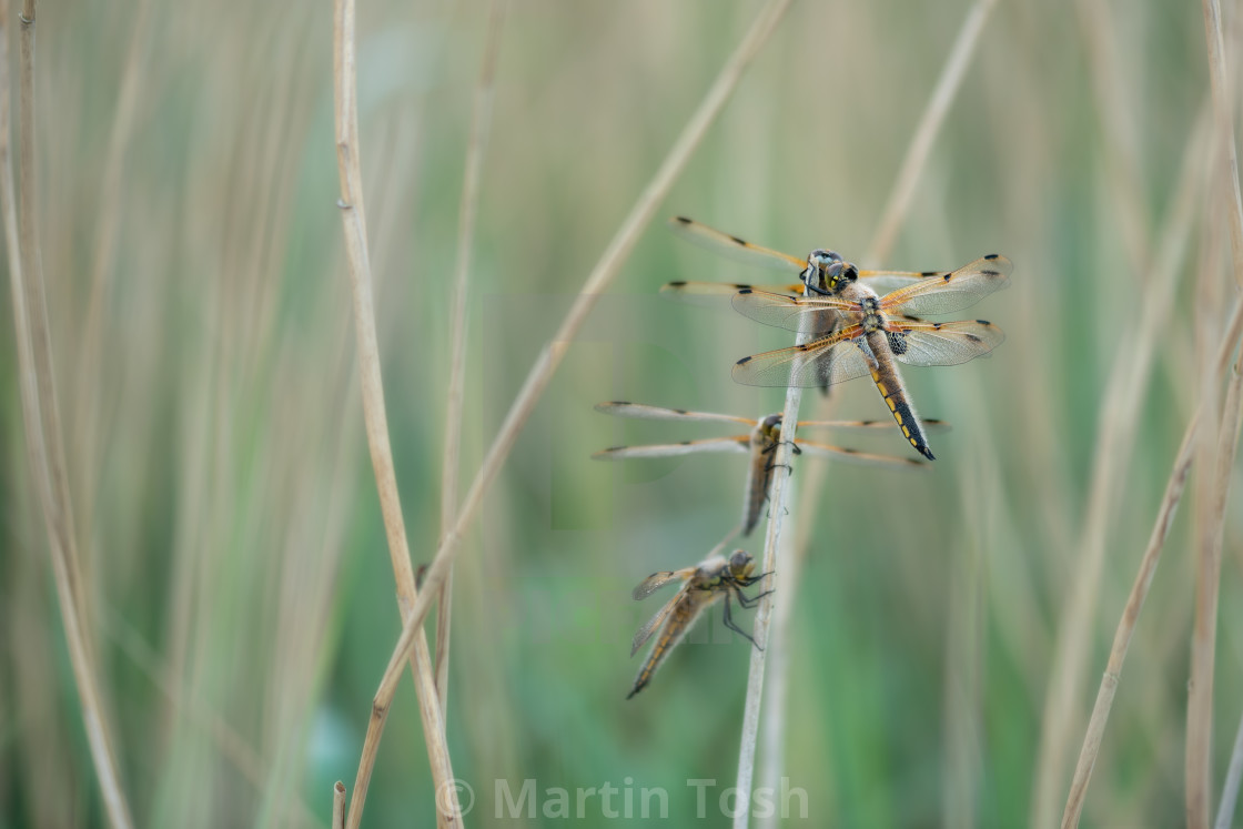 "'Connet Four' Four Four Spotted Chasers roosting in the reeds." stock image