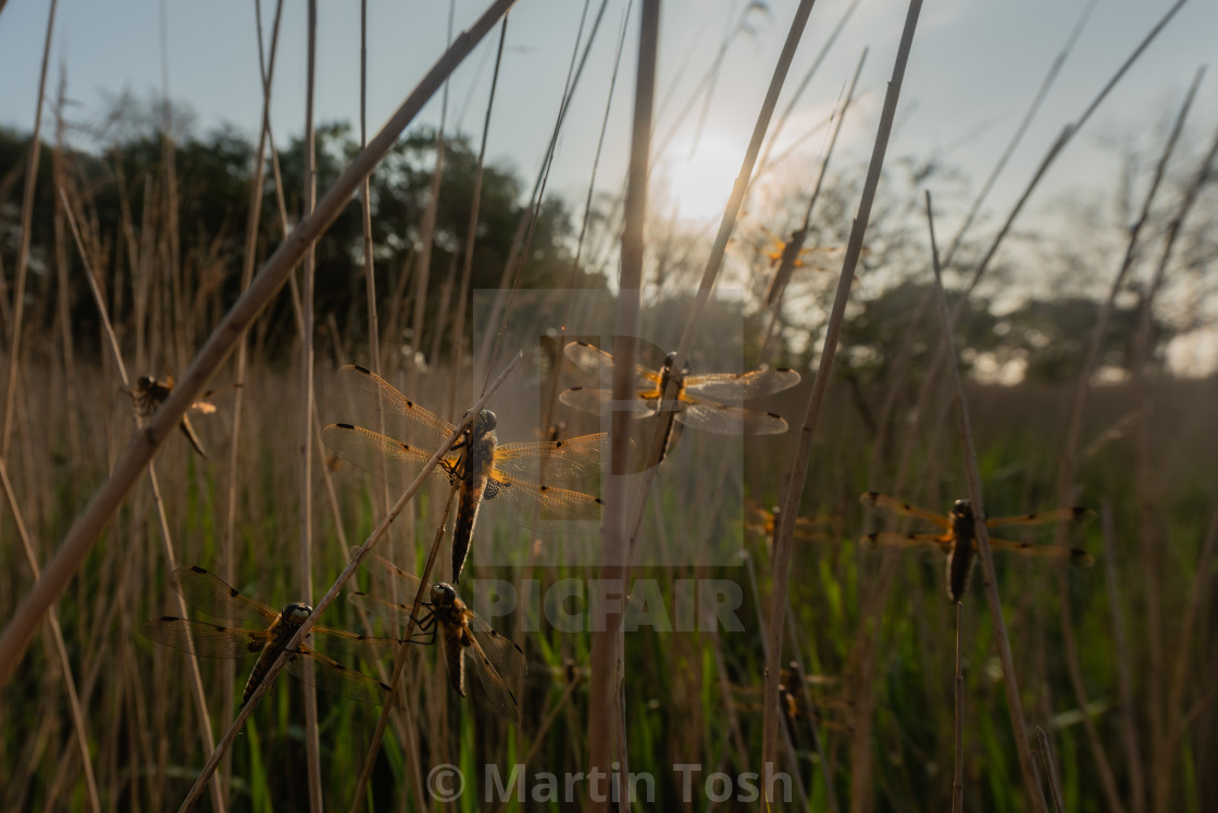 "Many Four Spotted Chasers roosting in the reeds, wide shot with sunny sky bg." stock image