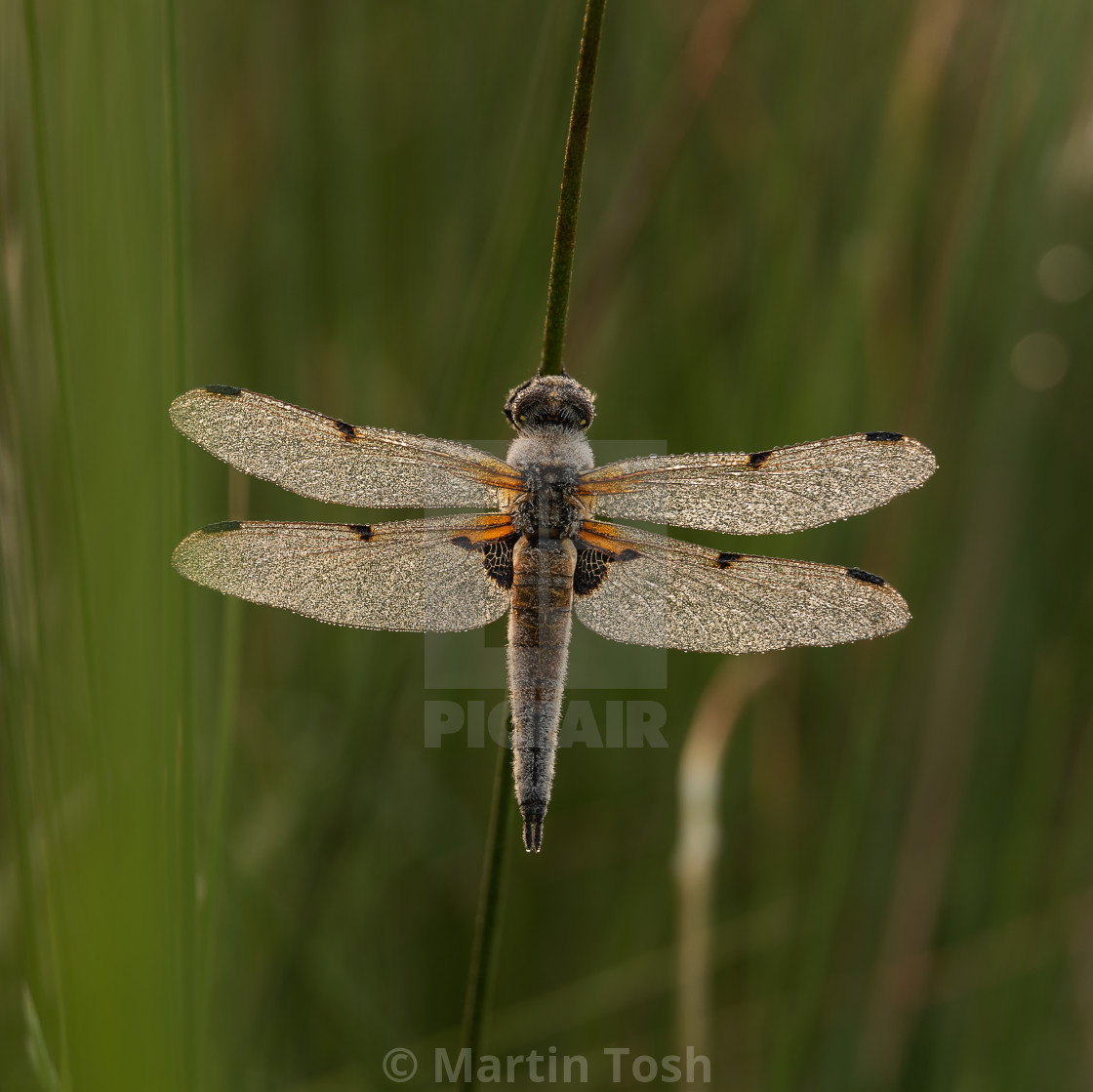 "'Dew Patience' Dew covered Four Spotted Chaser roosting on reed." stock image