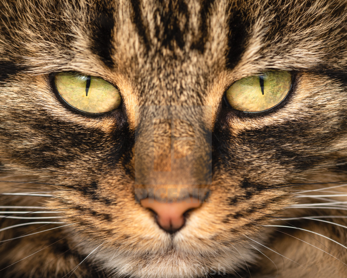 "'Watchin' You! Pickle stare off' Tabby cat face close up, yellow eyes." stock image