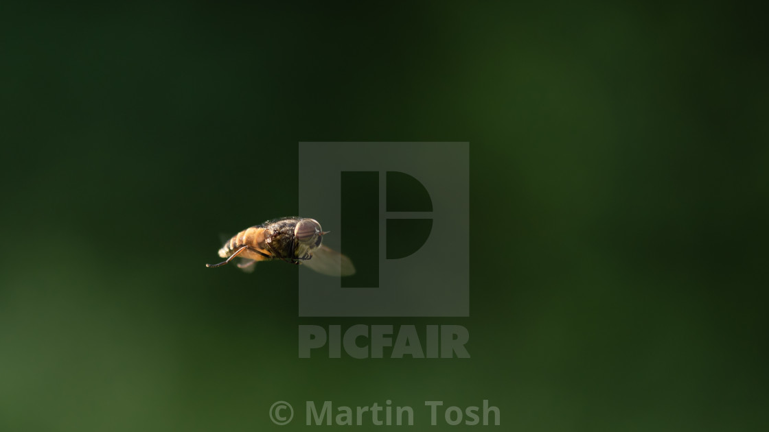 "'Any 'orses round 'ere?' Horse-fly hovering, soft bg." stock image