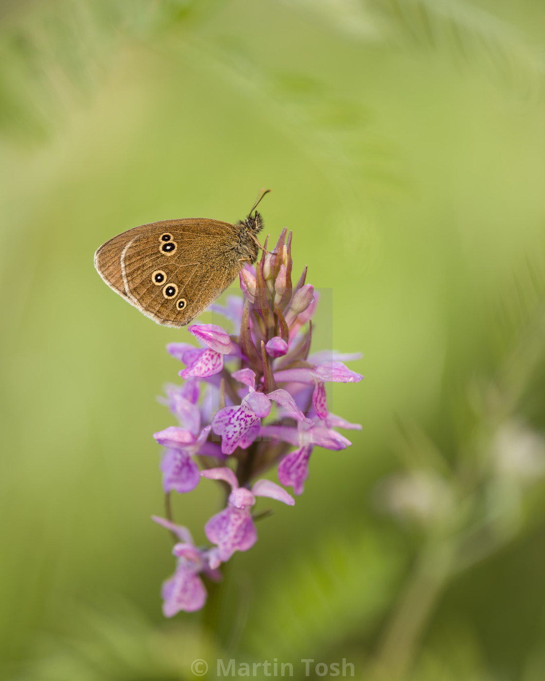 "'The Morning After' Ringlet butterfly roosting on Marsh Orchid, soft bg." stock image