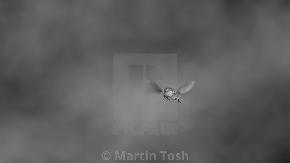 "'Apocalypse' Horse-fly hovering, rear view. Soft bg mono" stock image